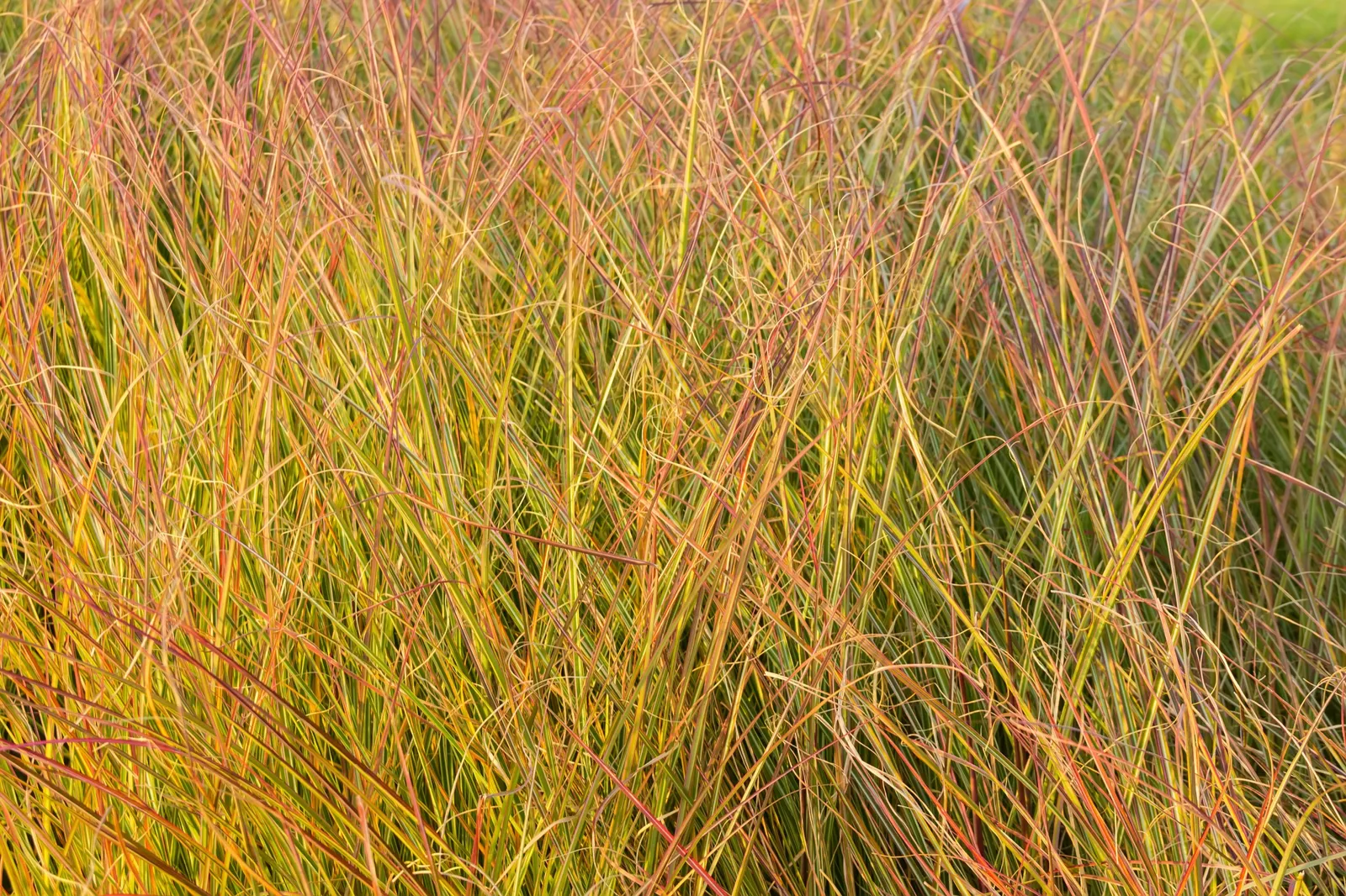 Fasanfjädergräs 'Sirocco', 2L - bild 3