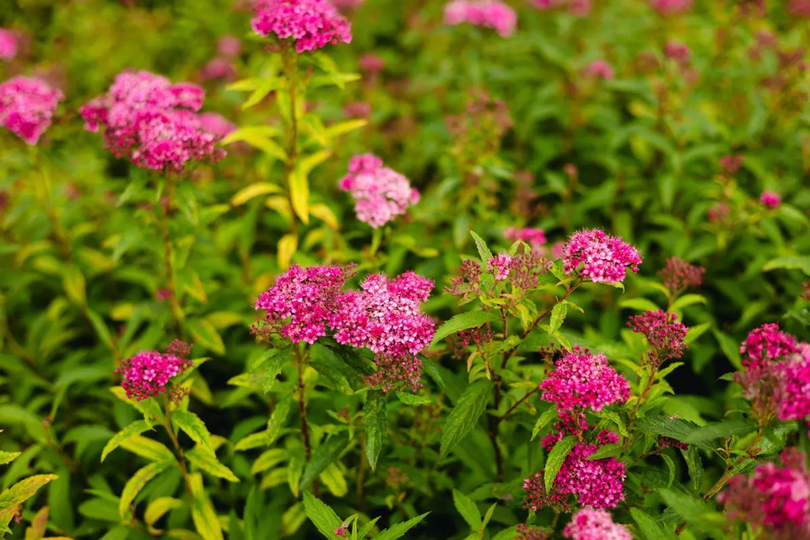 Praktspirea 'Sapho', 10-20 cm — detalj 2