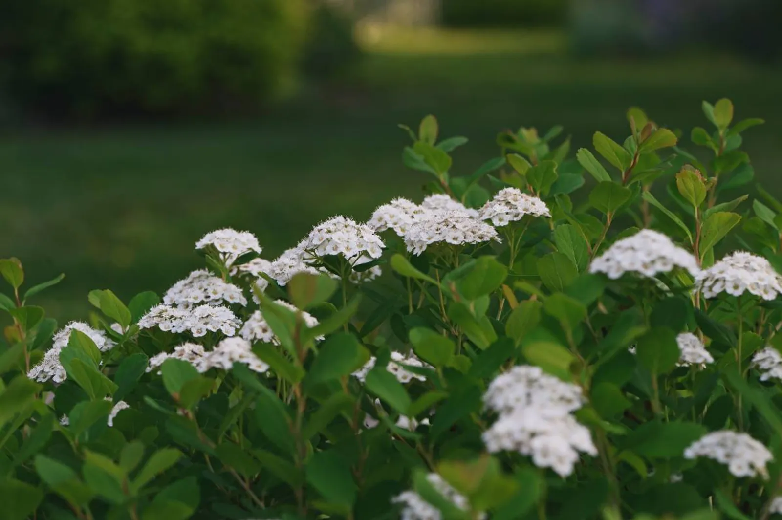 Björkspirea 'Tor' E, 10-15 cm — detalj 3