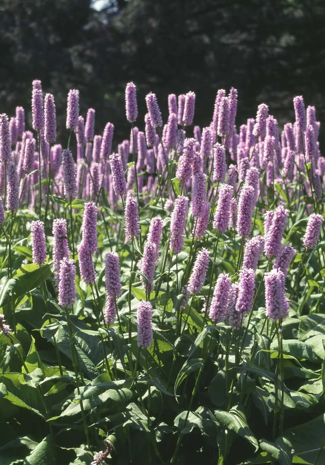 Stor ormrot med cylindriska rosa blomställningar, en ståtlig perenn för fuktiga växtplatser.