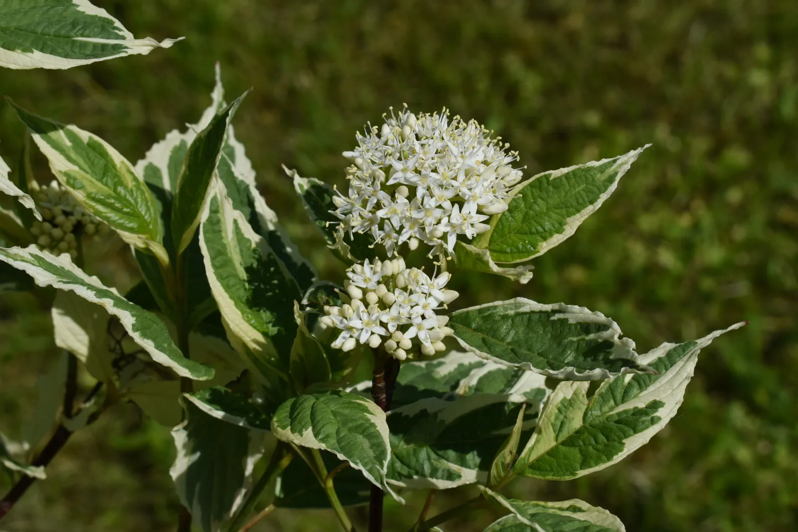 Rysk kornell 'Elegantissima' - bild 5