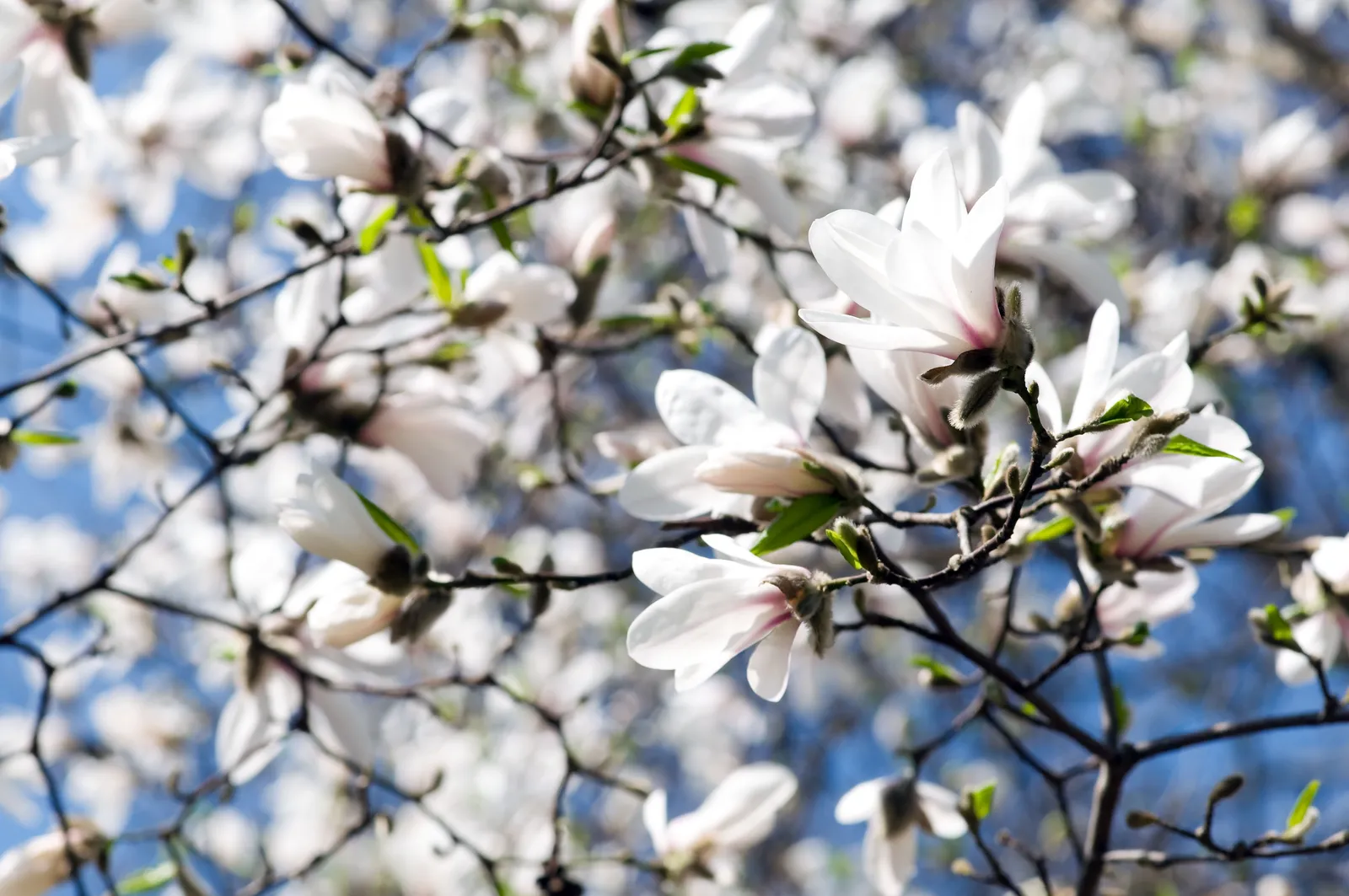 Japansk magnolia - bild 2