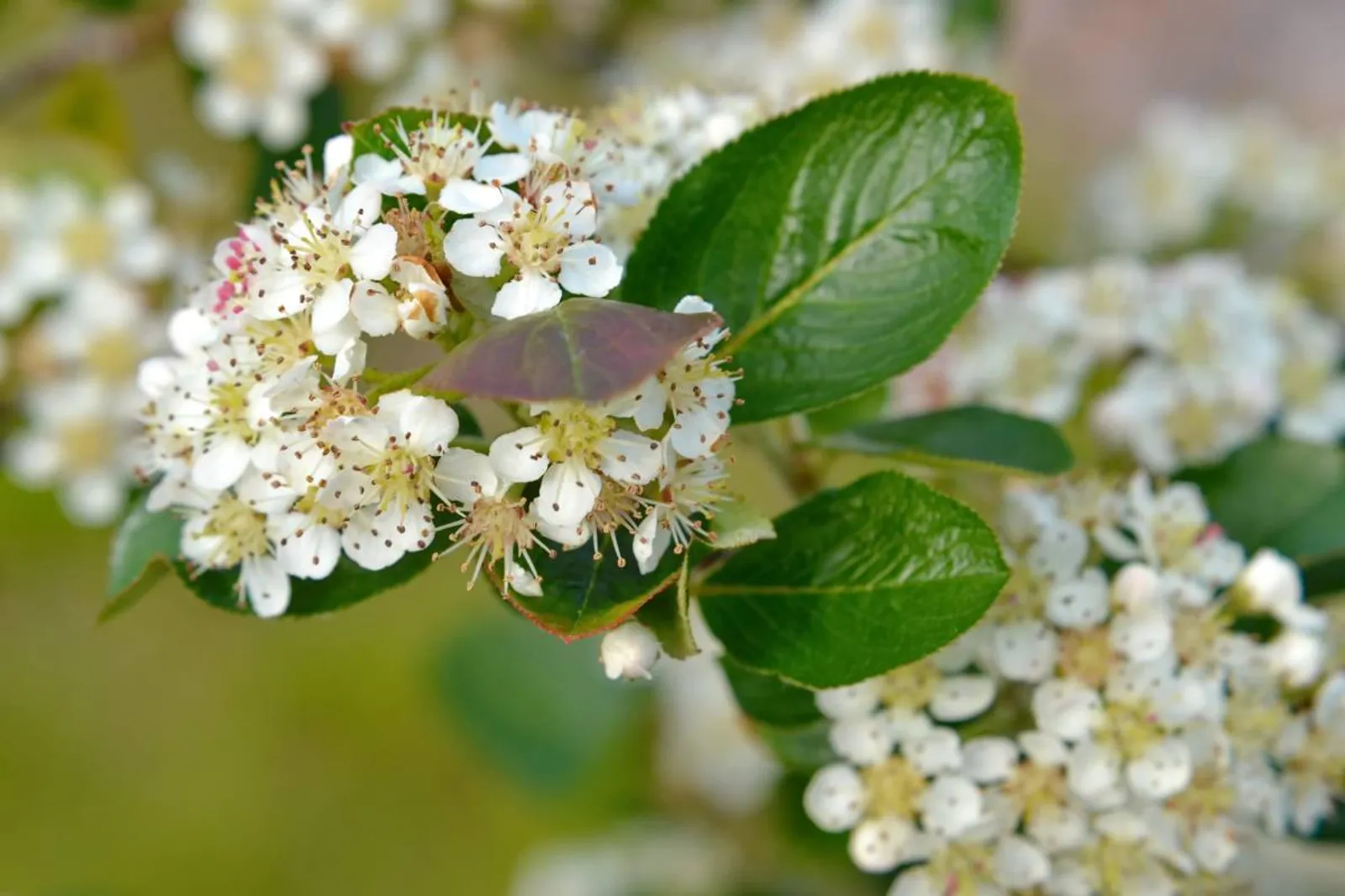 Slånaronia 'Elata' ung planta med vita blommor och svarta bär, en mångsidig häckväxt.