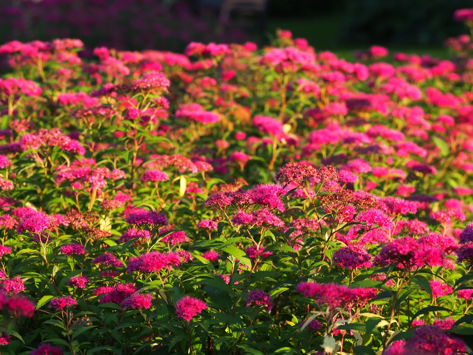 Rosenspirea - bild 5