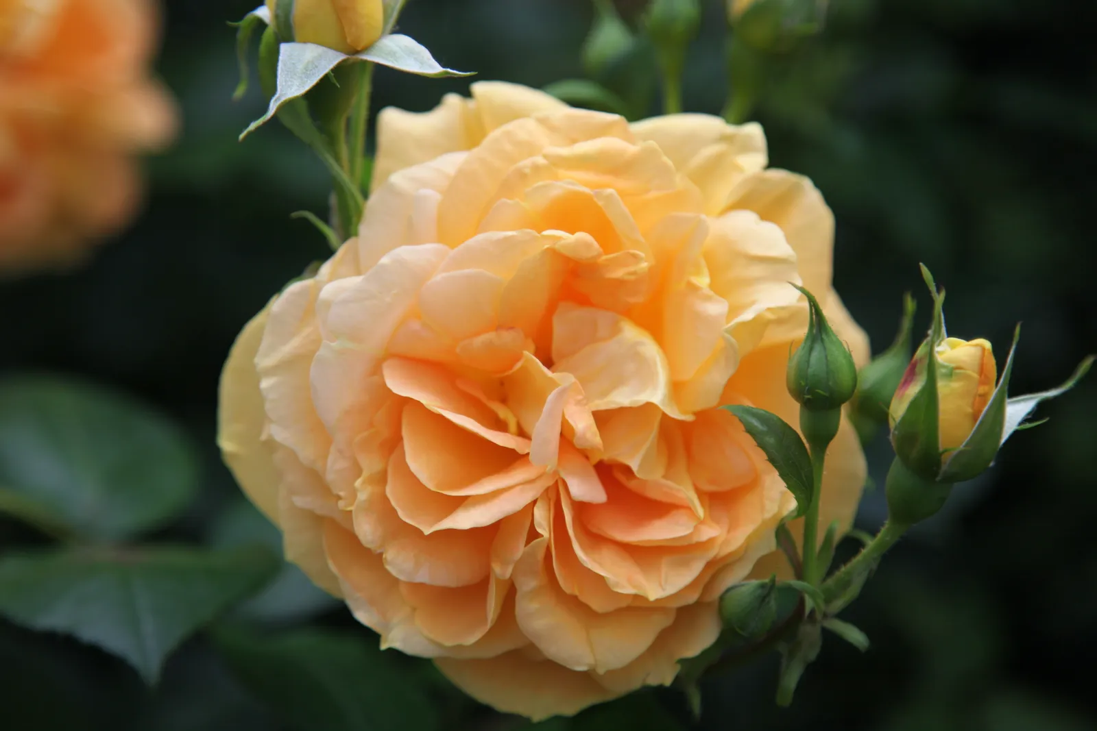 Floribundaros BERNSTEIN-ROSE ('Taneitber') - bild 3