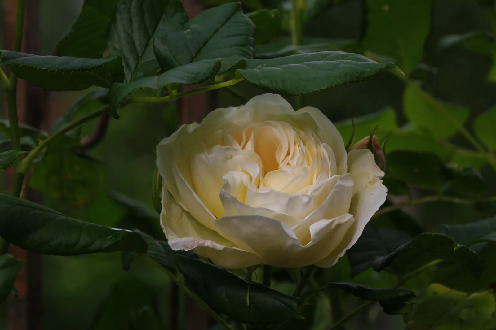 Storblommig klätterros UETERSENER KLOSTERROSE ('Tan99176'PBR) - bild 5