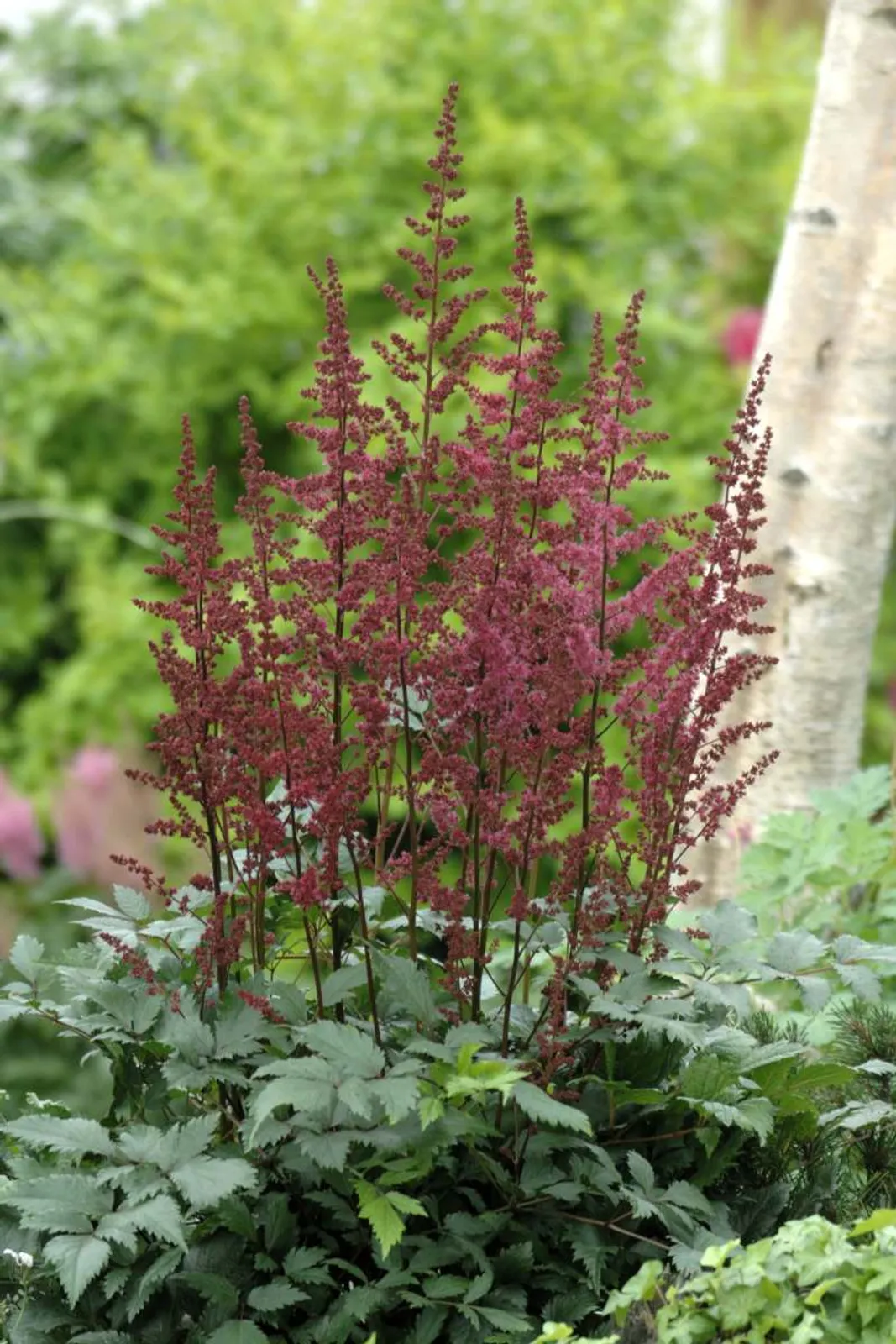 Astilbe 'Etna' med intensivt röda blomplymer, en färgstark perenn för halvskuggiga rabatter.