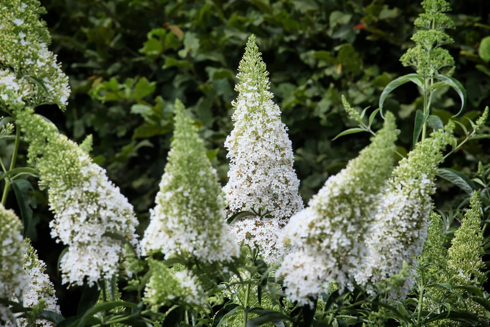 Syrenbuddleja 'White Profusion' - bild 5