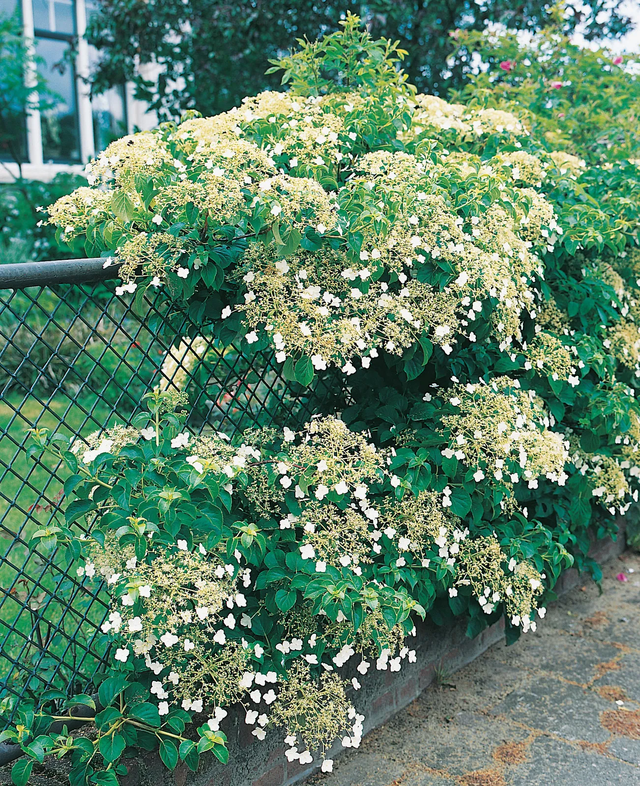 Klätterhortensia - bild 1