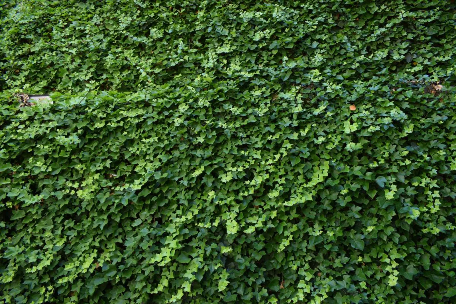 Storbladig murgröna, 15-30 cm — detalj 3