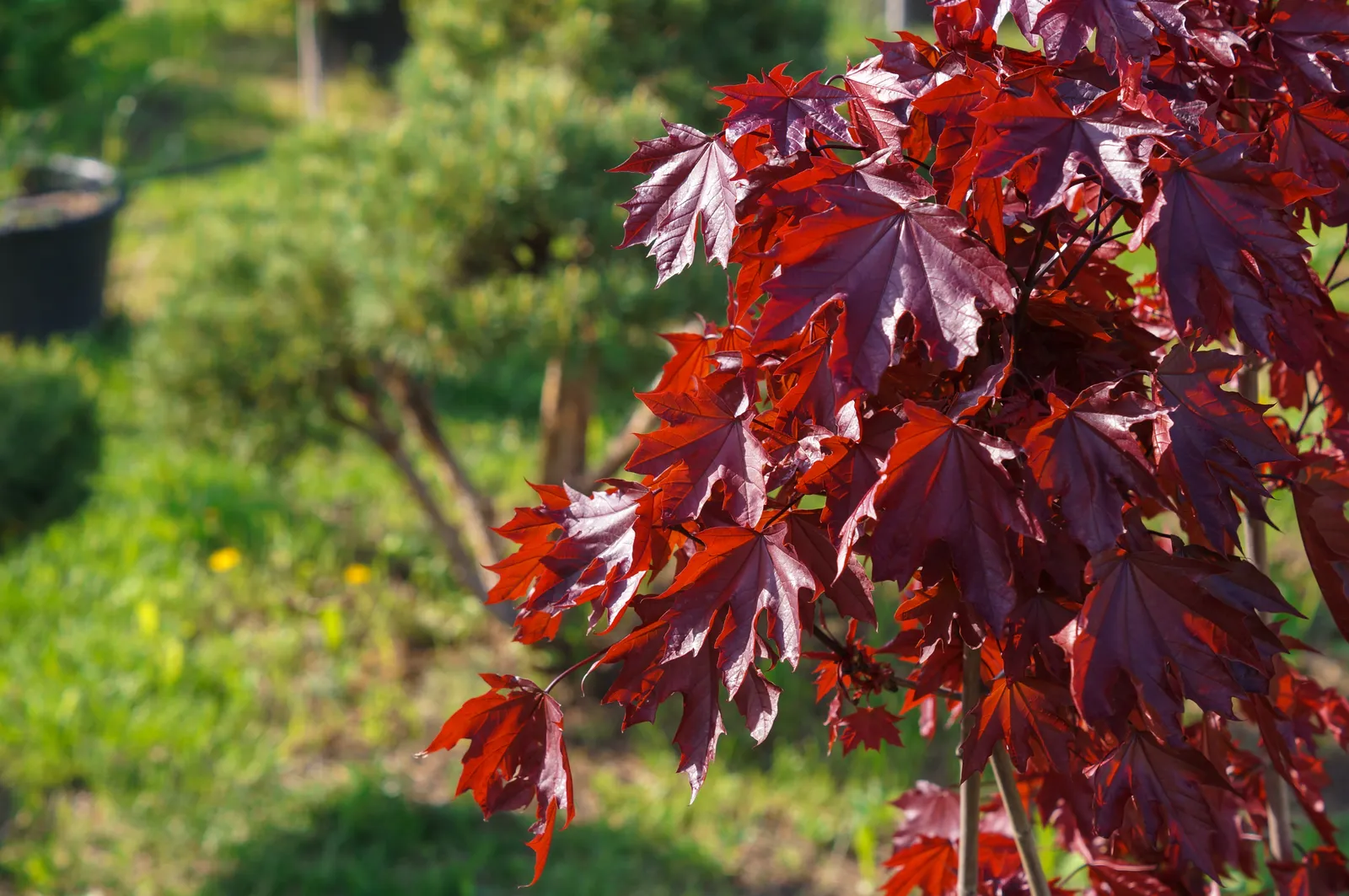 Skogslönn 'Royal Red', Sh 80 - bild 2