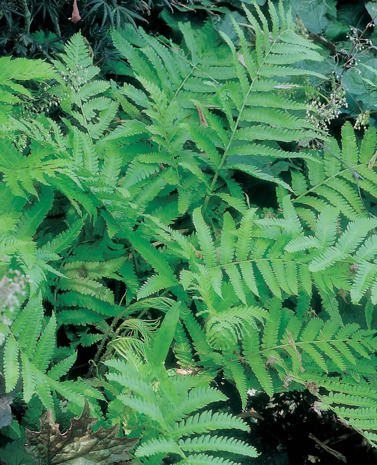 Japansk Strutbräken med silvriga och gröna blad, dekorativ ormbunke för skuggiga trädgårdar.
