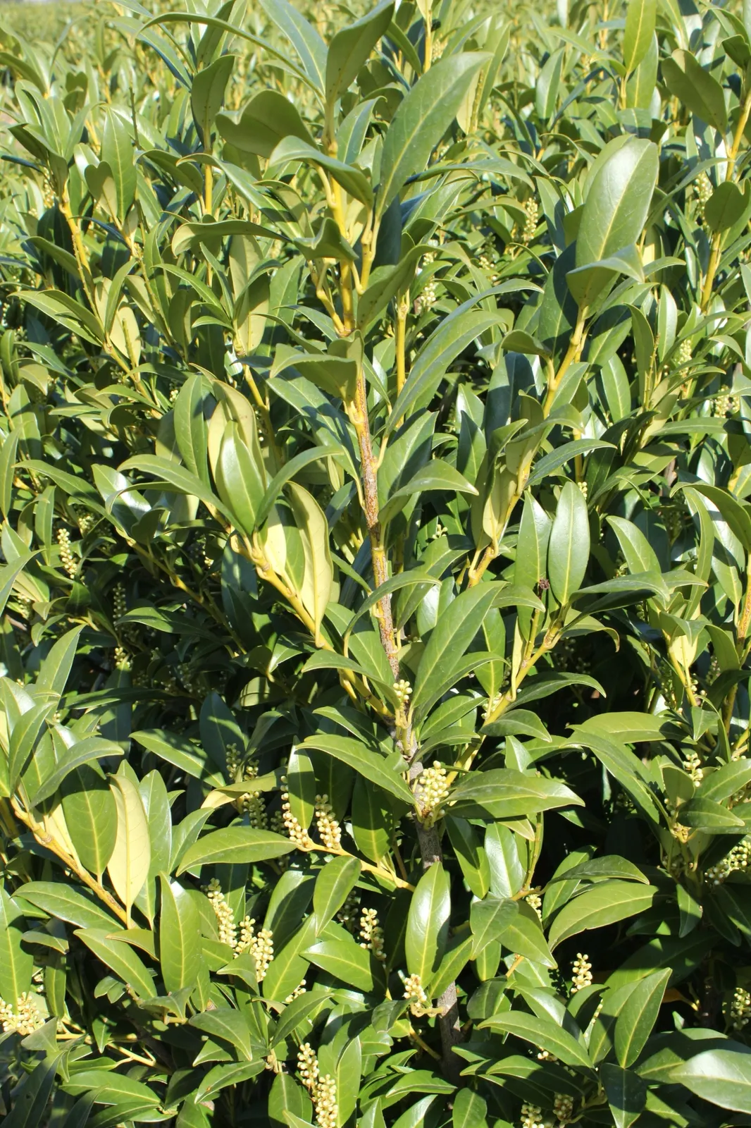 Lagerhägg 'Herbergii' - bild 3