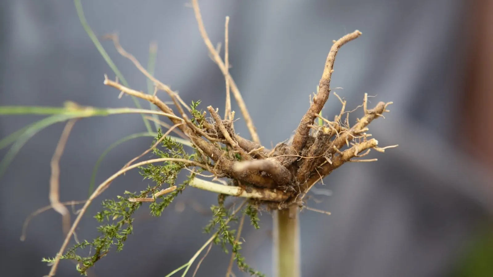 Valeriana vänderot med synliga rötter och gröna blad, en medicinalväxt med naturlig skönhet och hälsosamma egenskaper