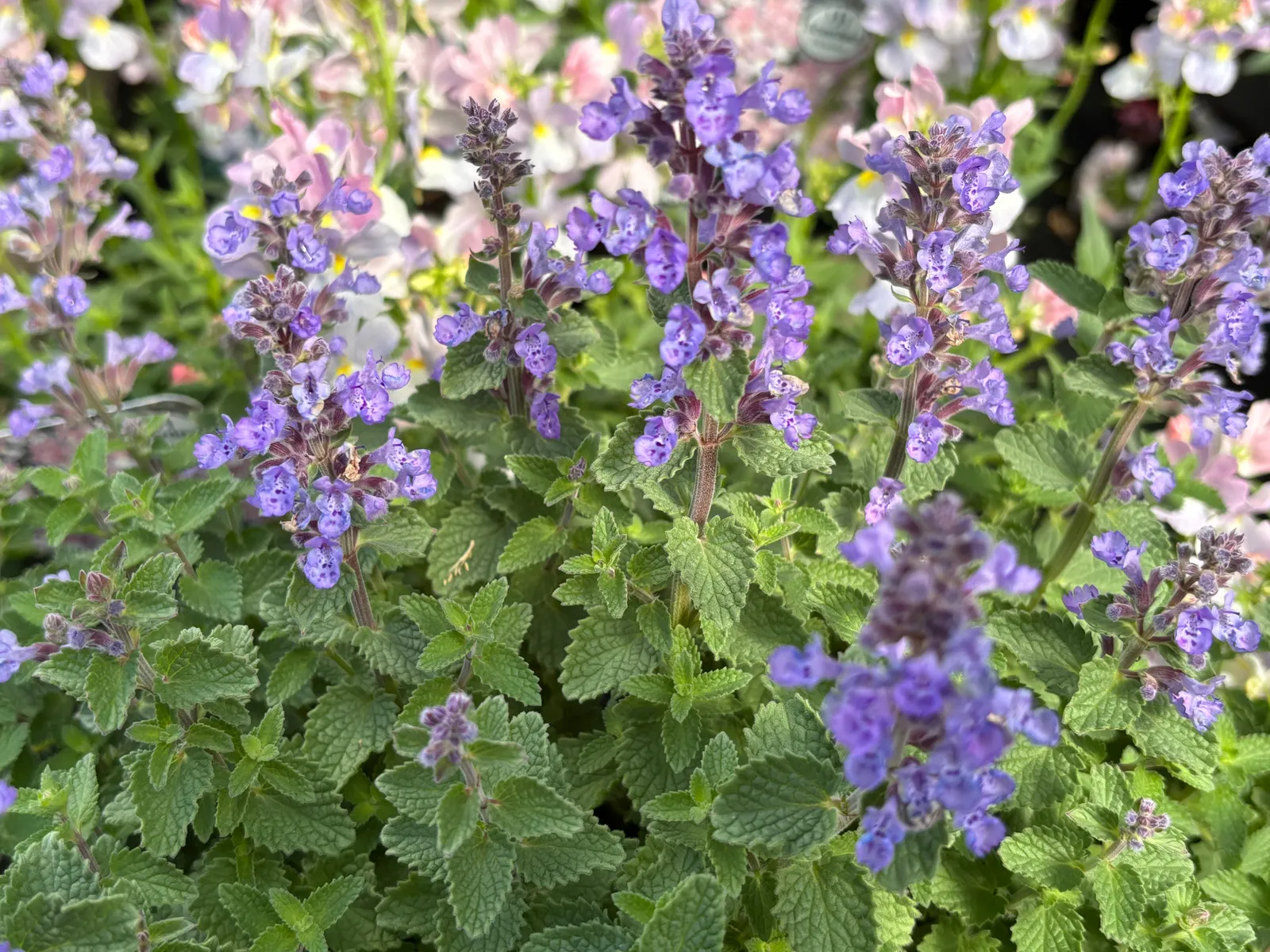 Kantnepeta 'Purrsian Blue'PBR - bild 3