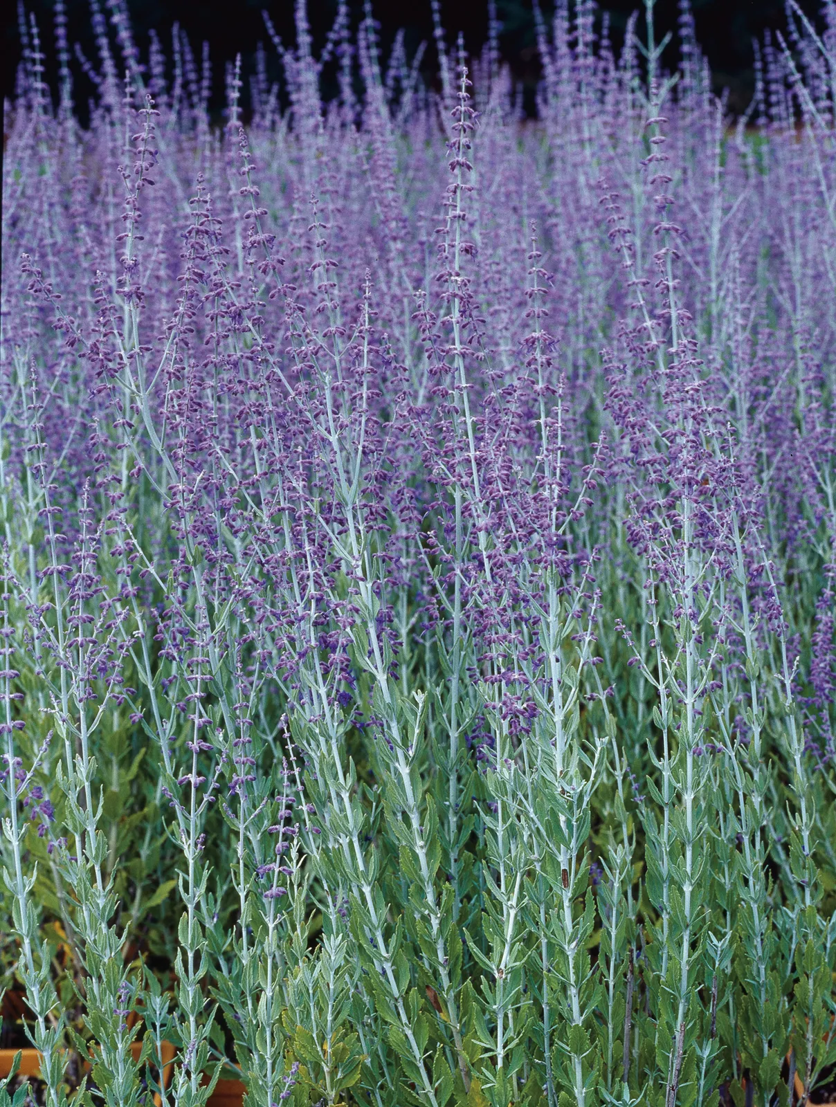 Trädgårdsperovskia 'Blue Spire' - bild 1