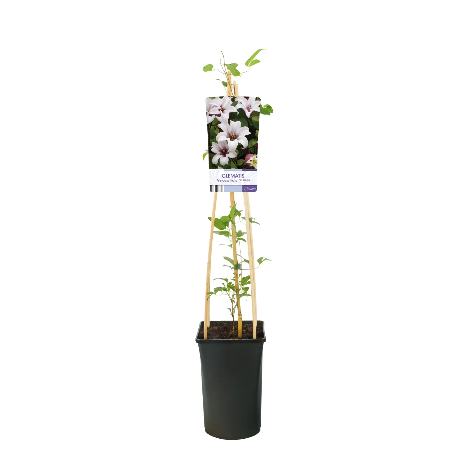 Texensis-klematis PRINCESS KATE ('Zoprika'PBR) - bild 2