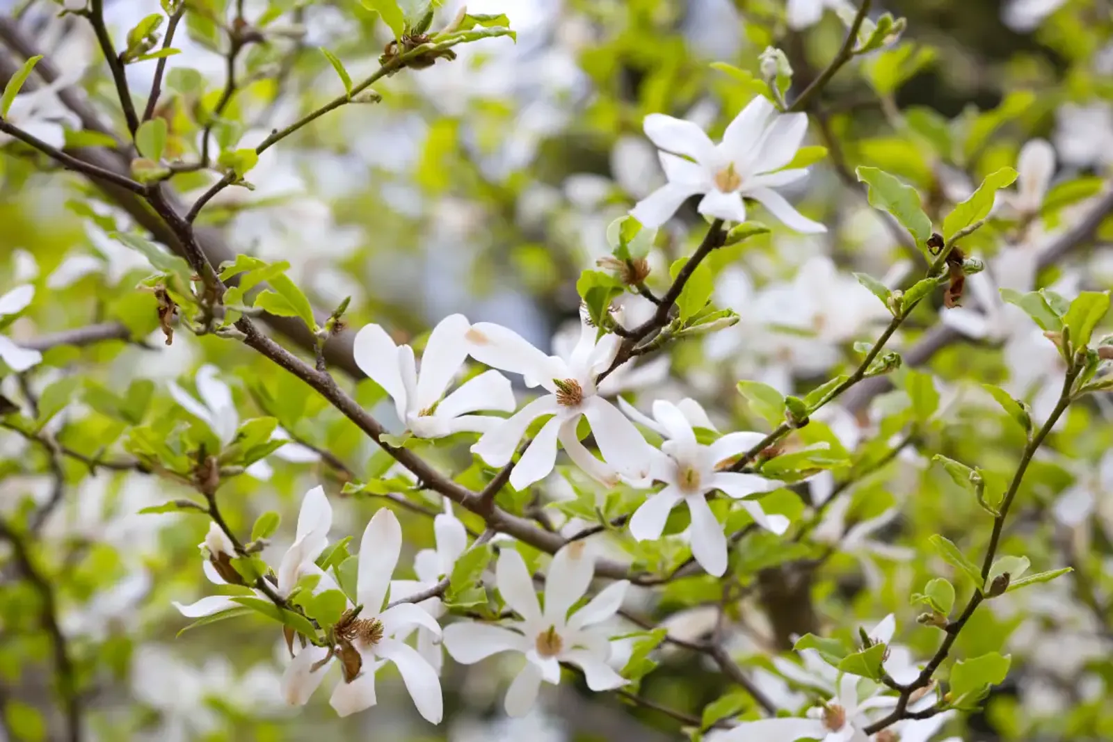 Japansk Magnolia, Högstammat träd — detalj 3