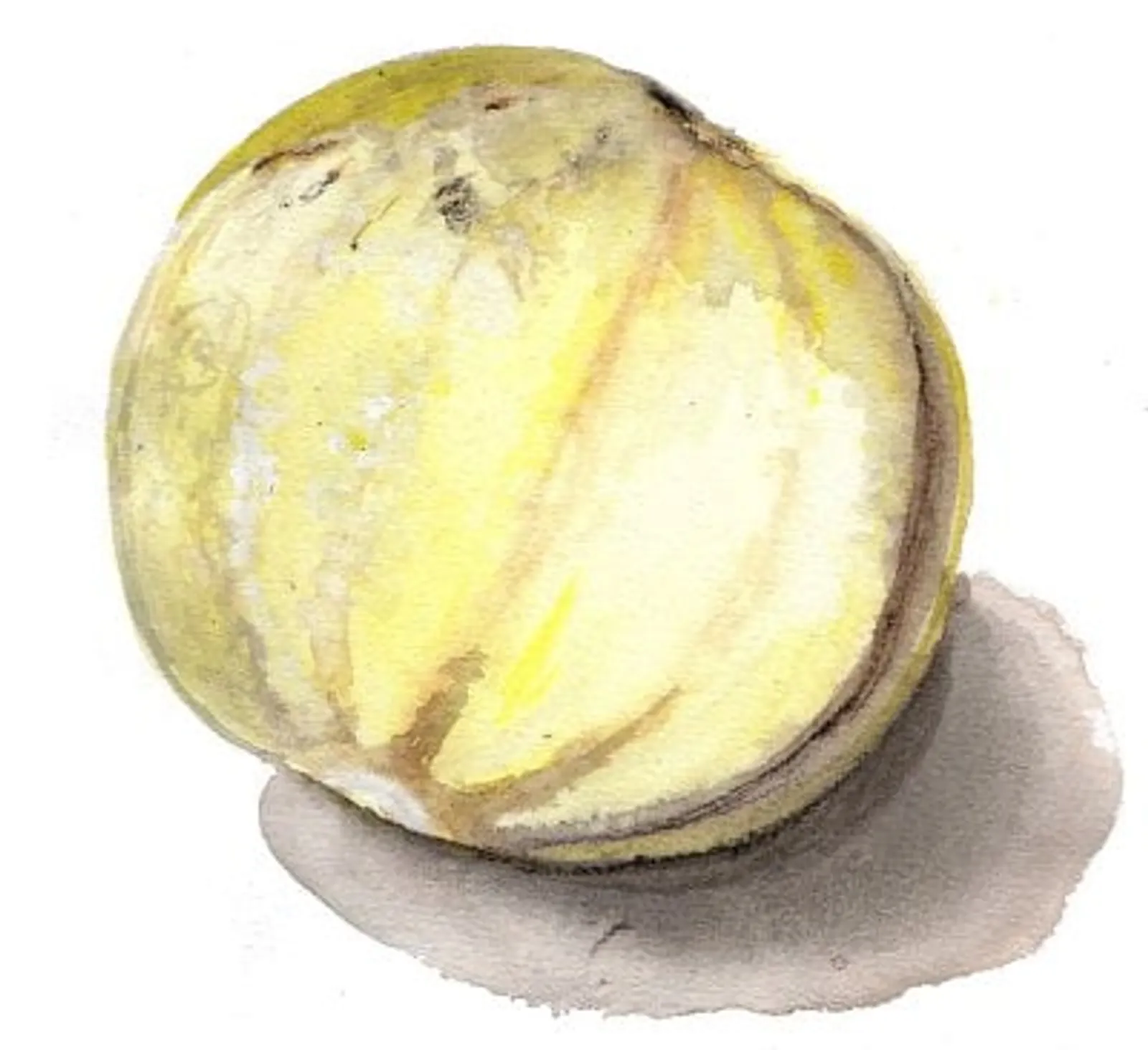 Billeberga melon frö med söt melon