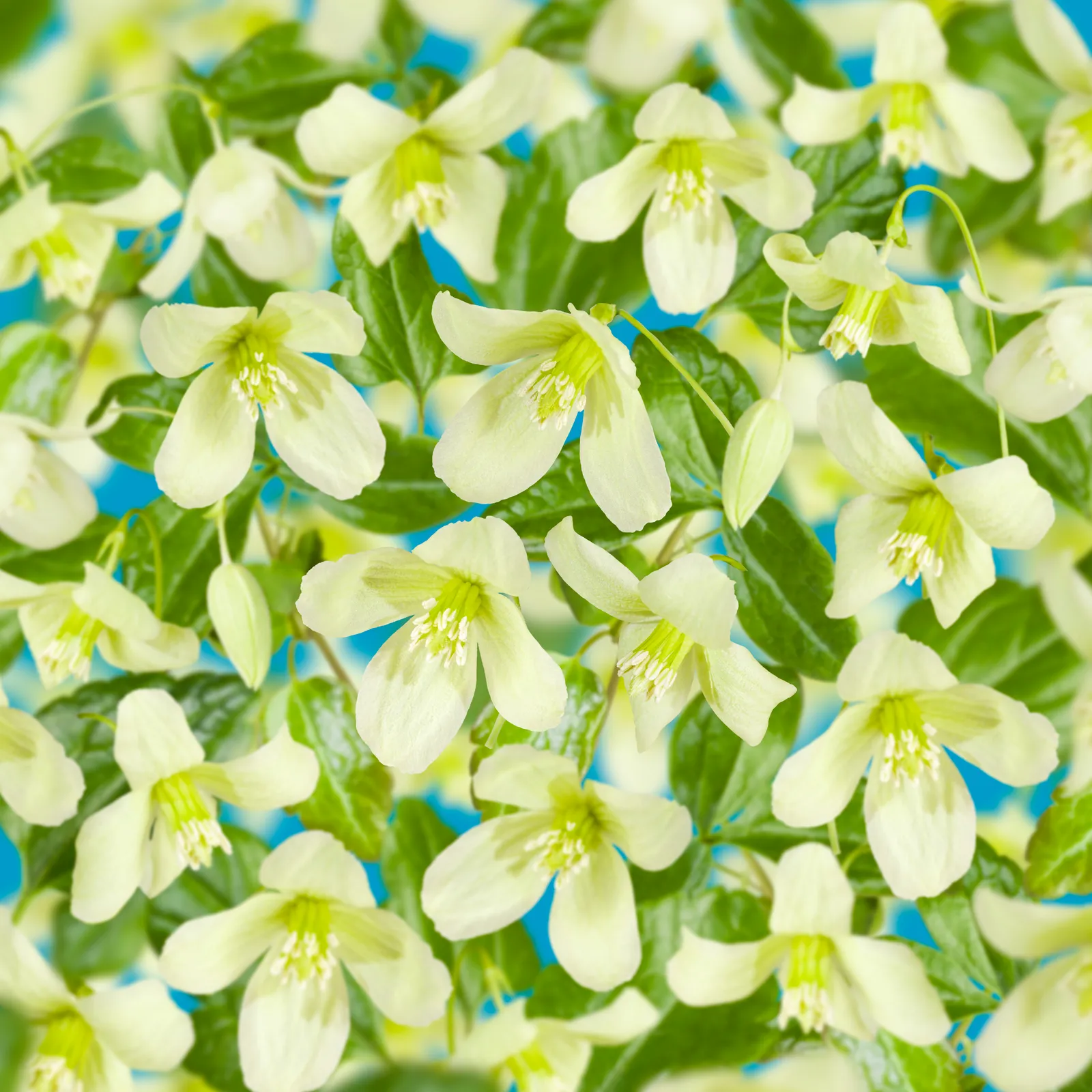 Dionysosklematis 'Wisley Cream' - bild 1