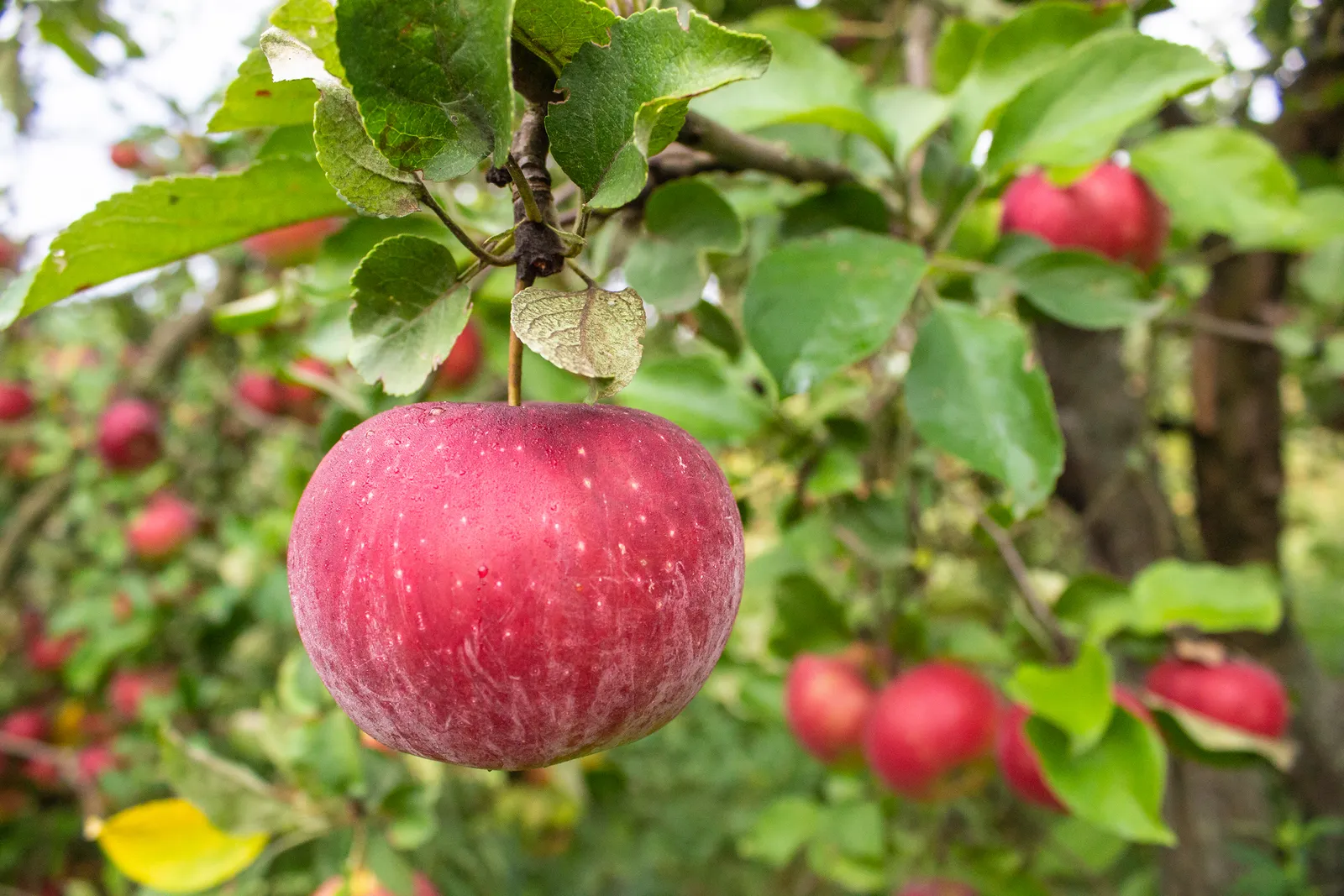 Äpple 'Aroma' E , svagväxande, B9, inkl. uppbindnings kit - bild 2