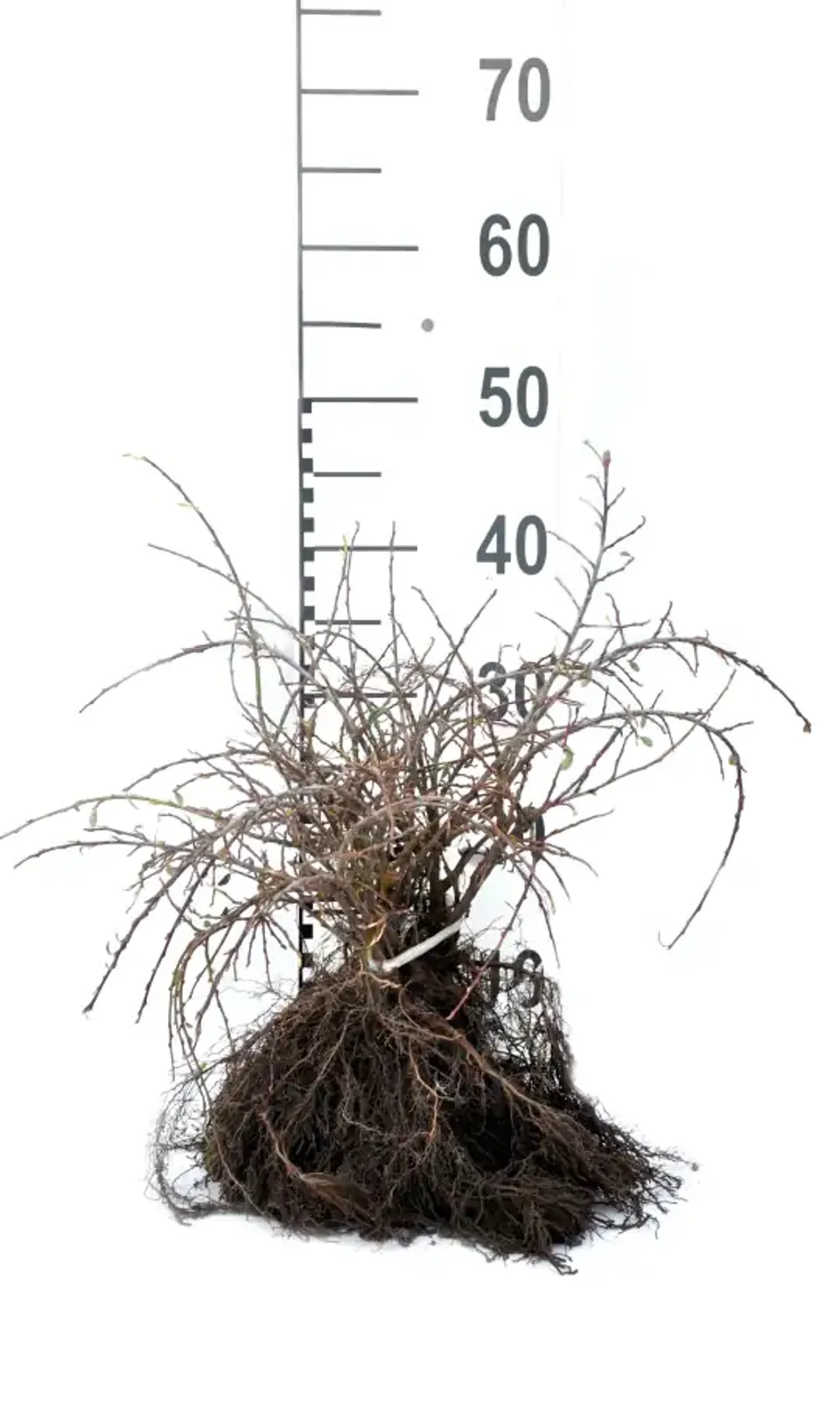Svenskt parkoxbär 'Coral Beauty', 20-40 cm — detalj 3