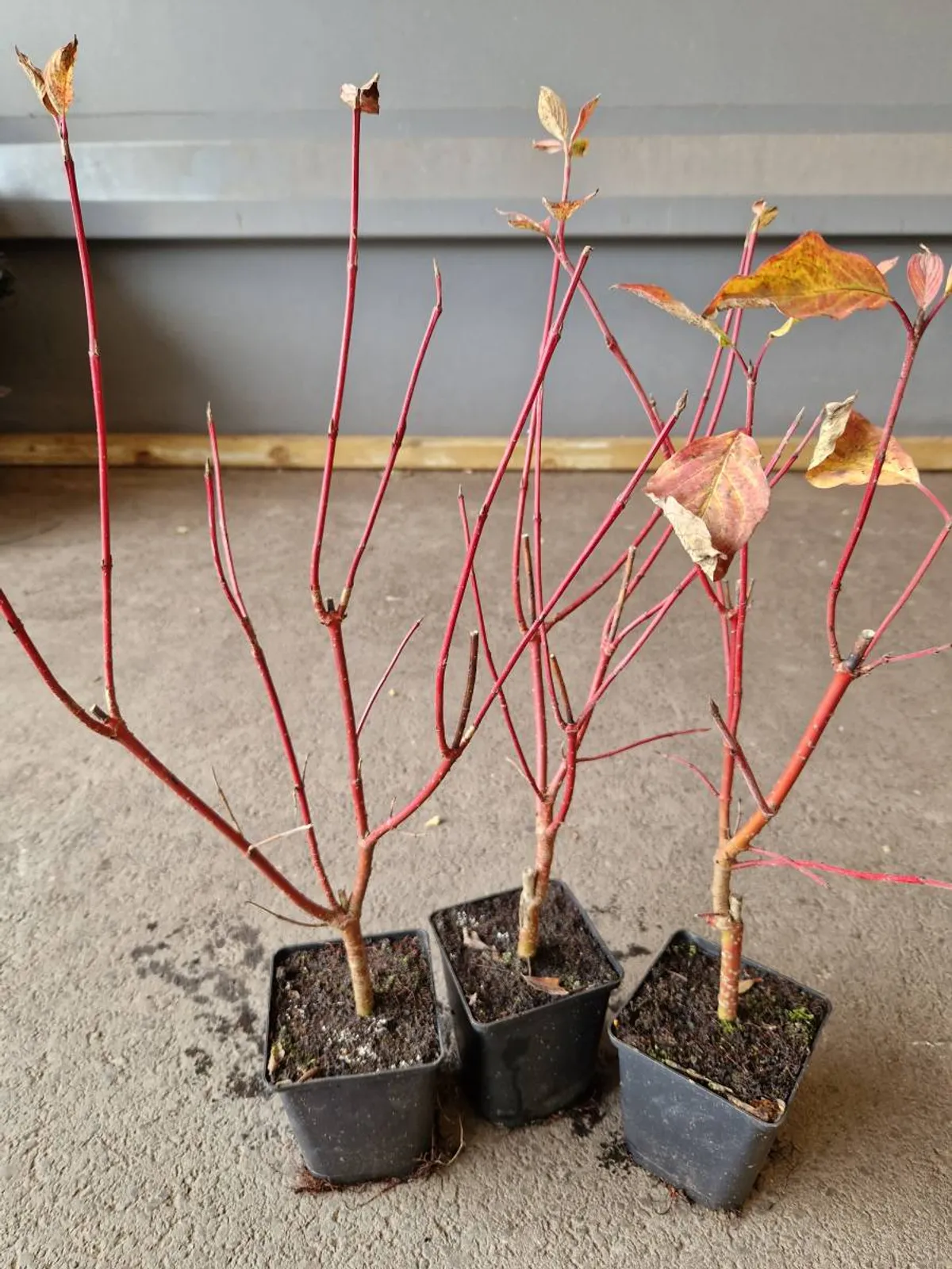 Videkornell 'Farba' E , 20-40 cm — detalj 3