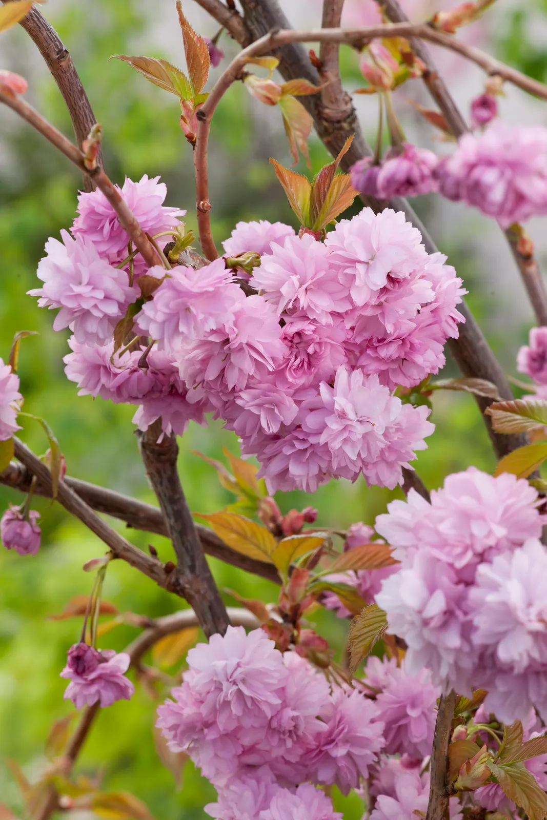 Japanskt prydnadskörsbär 'Kiku-shidare-zakura', Sh 100-120 - bild 2