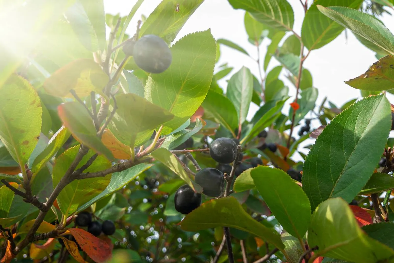 Svartaronia 'Hugin', 20-40 cm — detalj 3