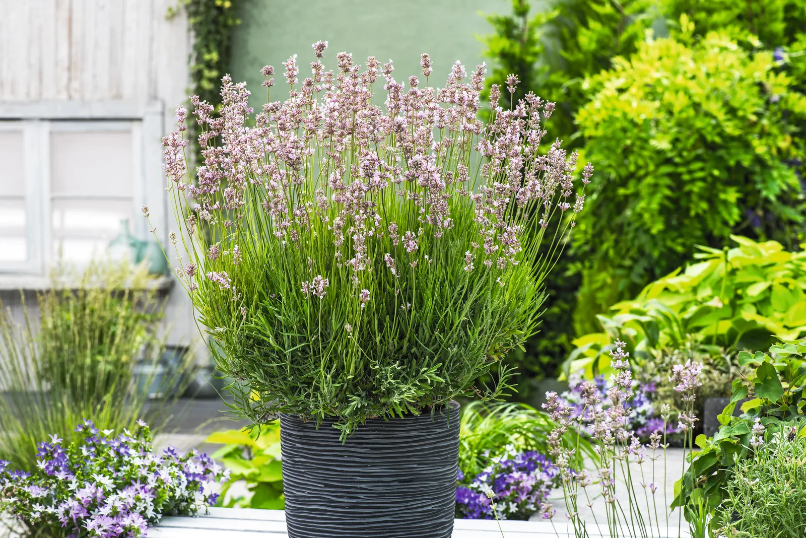 Lavendel 'Rosea' - bild 4