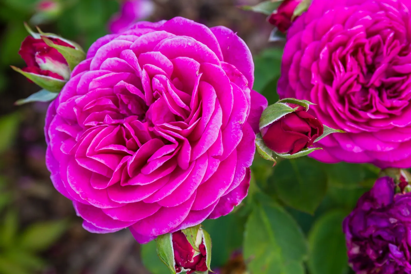 Floribundaros HEIDI KLUM ROSE ('Tan00681'PBR) - bild 4