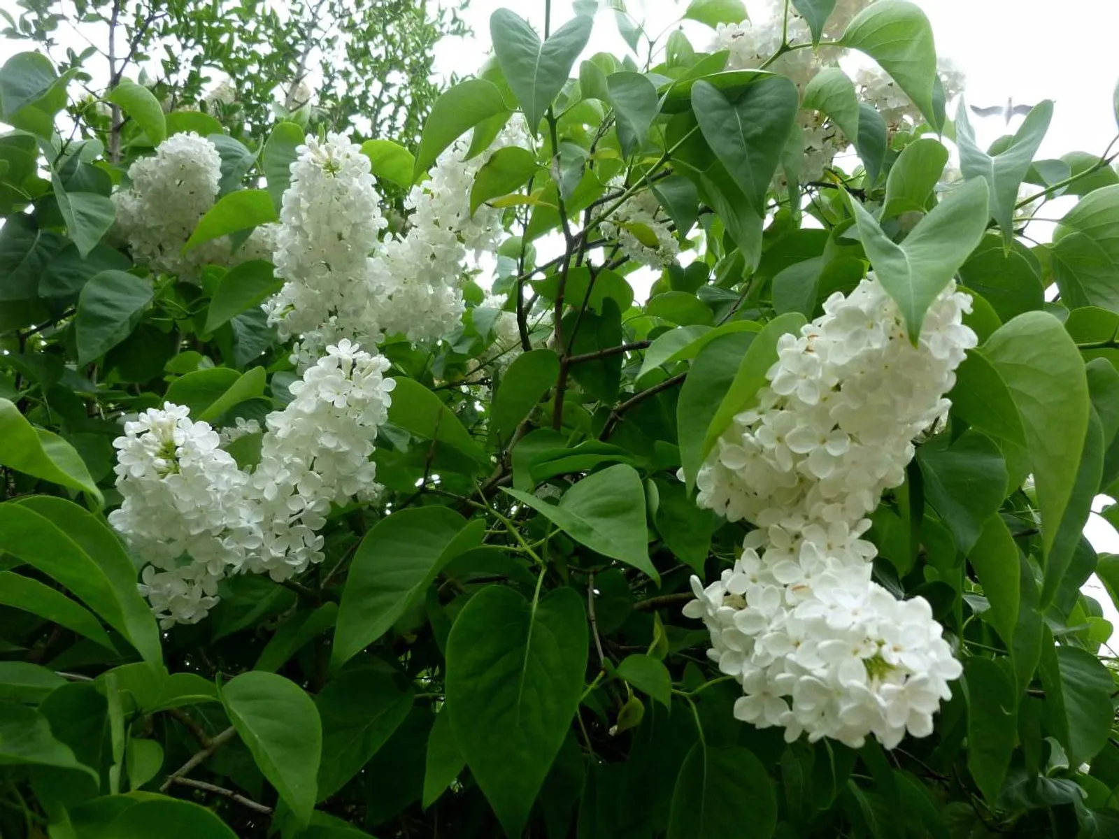 Vit syren ung häckplanta med hjärtformade blad, ger vita doftande blommor på våren.