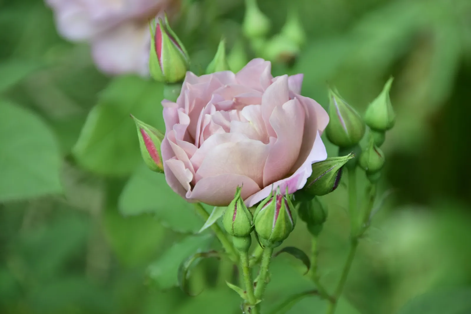 Floribundaros KOKO LOKO ('Wekbijou') - bild 2