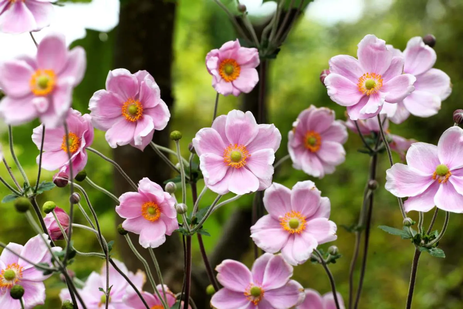 Höstanemon 'Robustissima' med ljusrosa skålformade blommor, en robust höstblommande perenn.