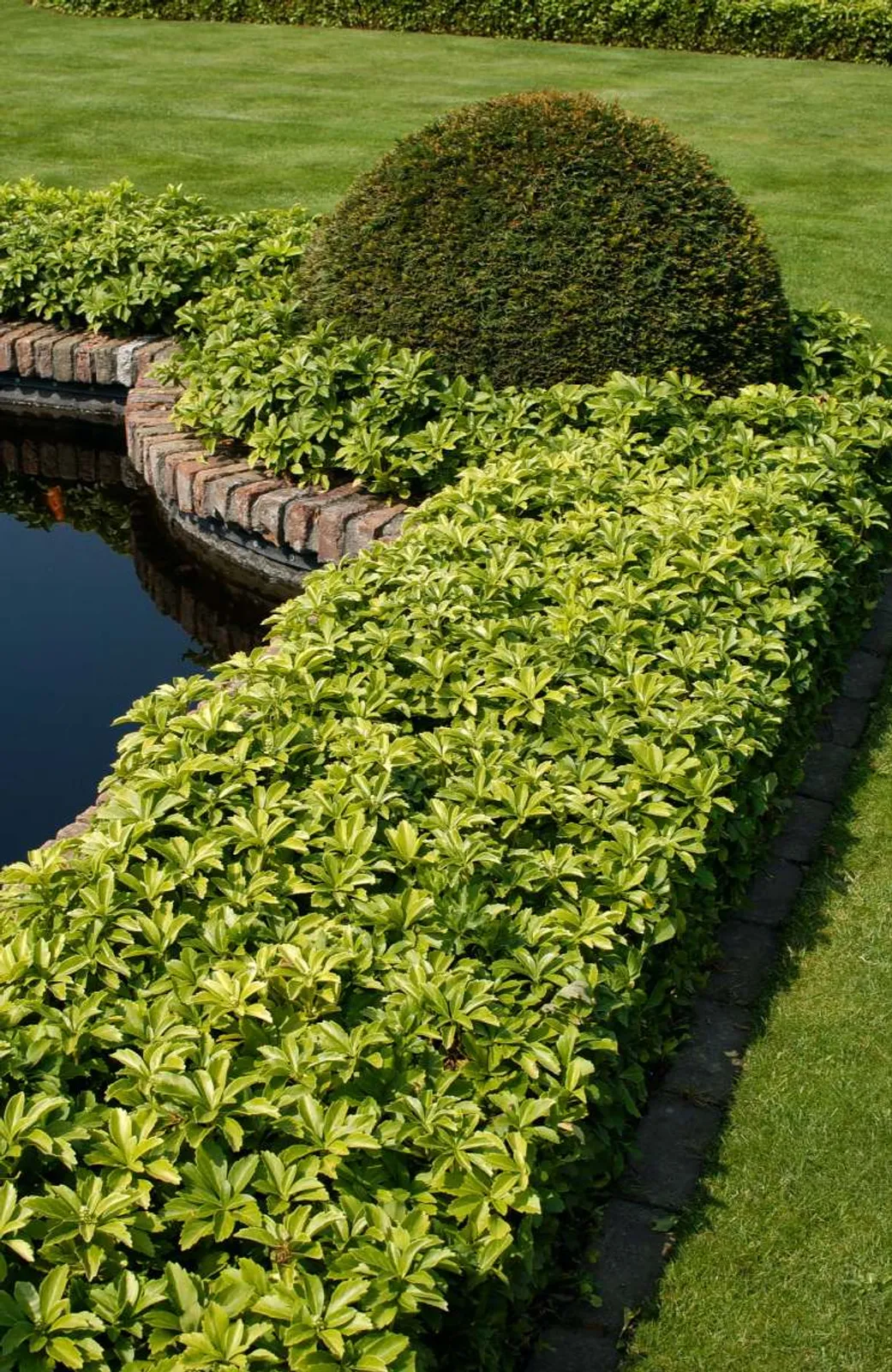 Skuggröna 'Green Carpet' med glänsande gröna blad, vintergrönt marktäckande för skuggiga platser.