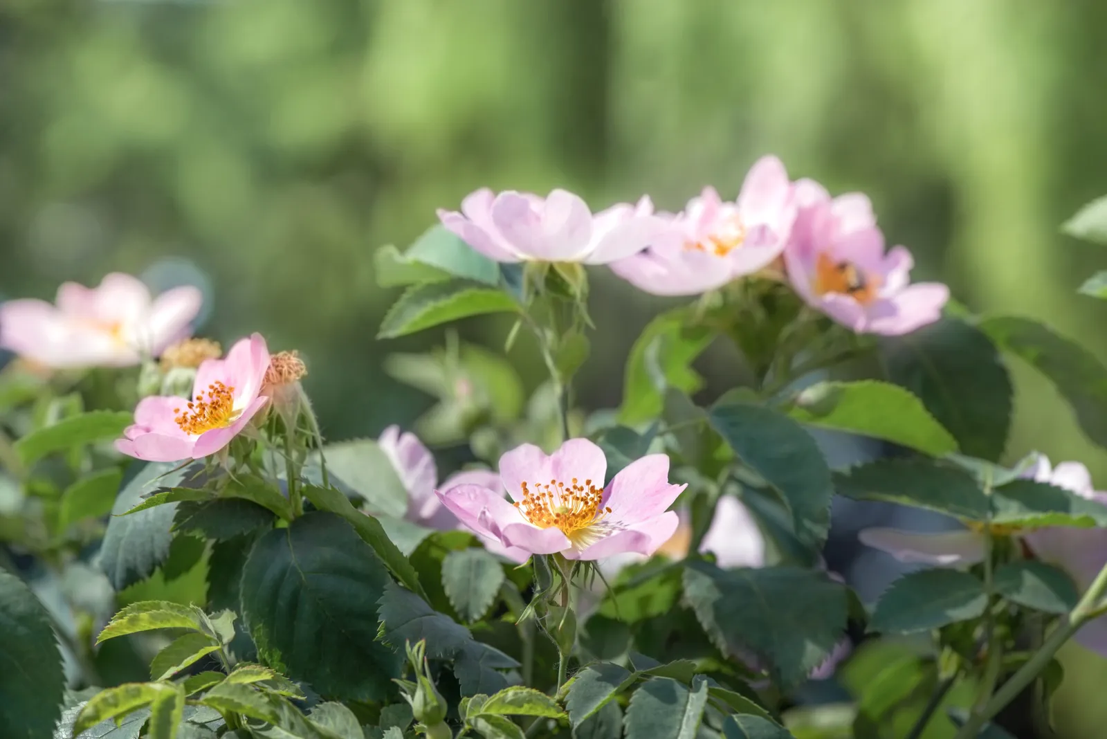 Rugosa-ros 'Fru Dagmar Hastrup' - bild 3