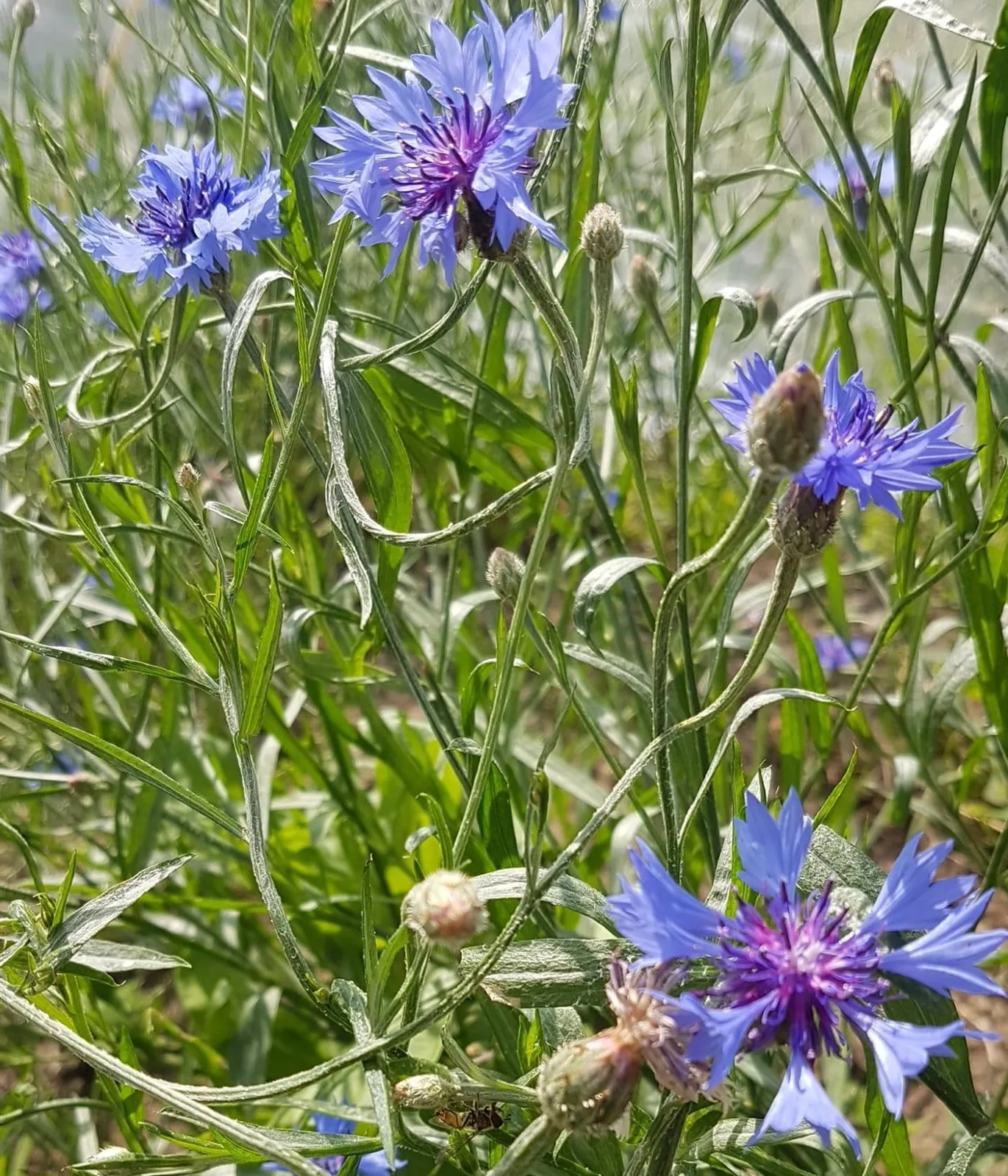 Blue Boy klint frö med blå klintblommor