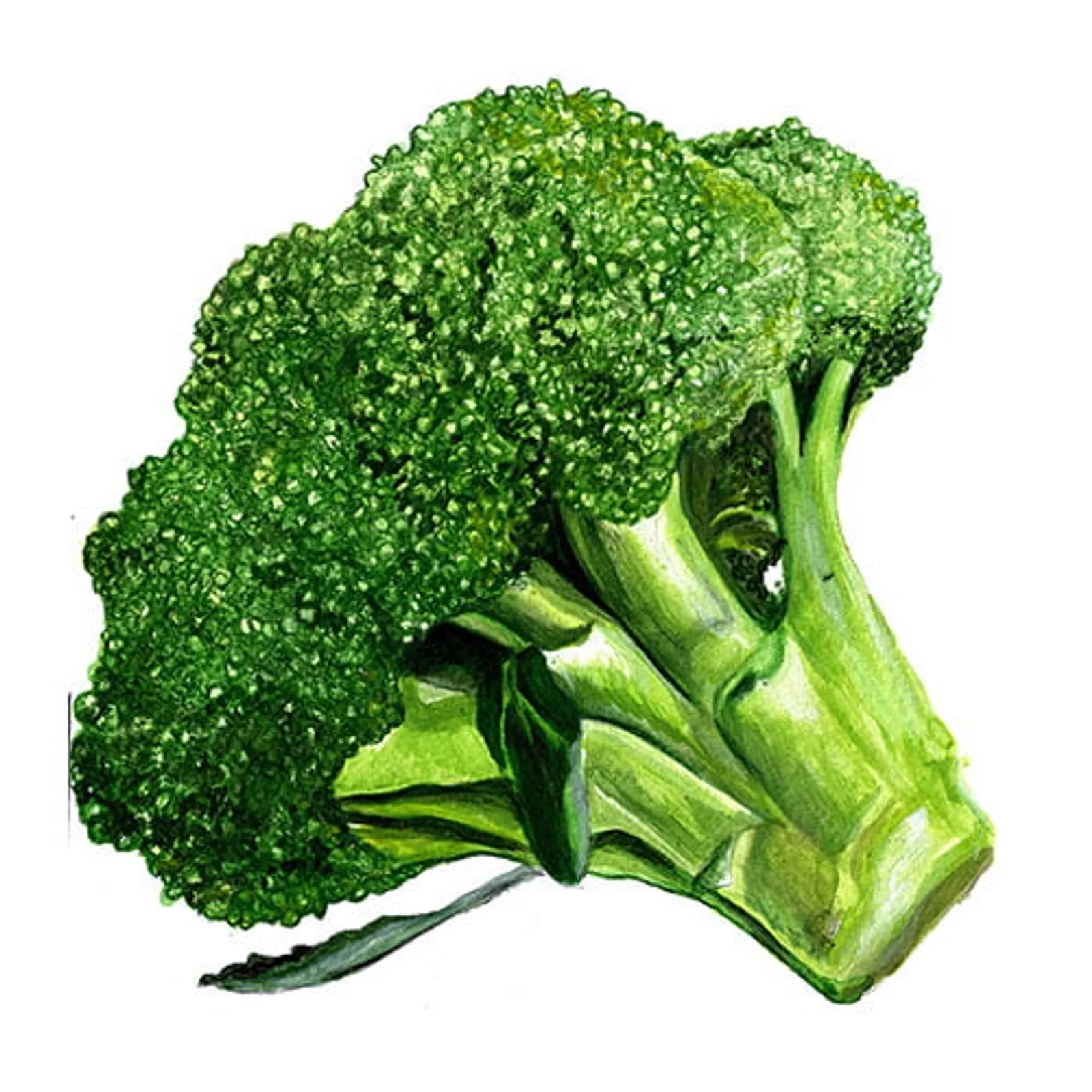 Rasmus broccoli frö med grön broccolihuvud