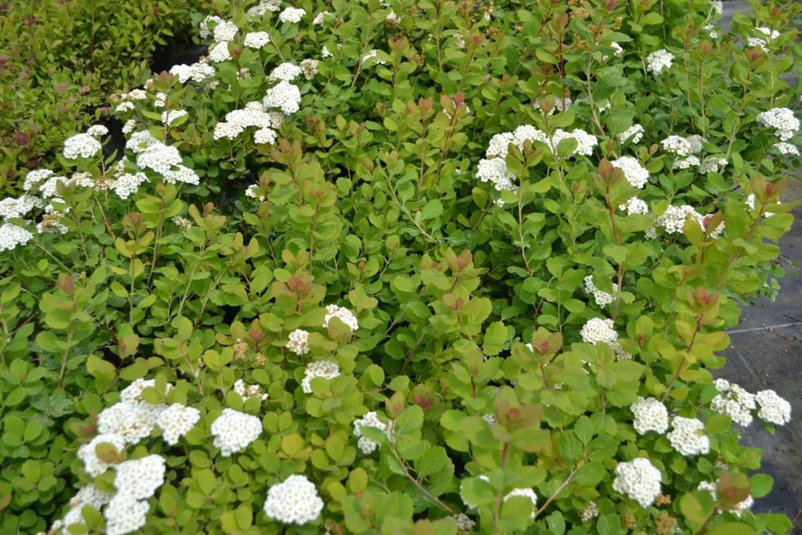 Björkspirea 'Tor' med vita blommor och fint bladverk, en låg och tålig häckväxt.