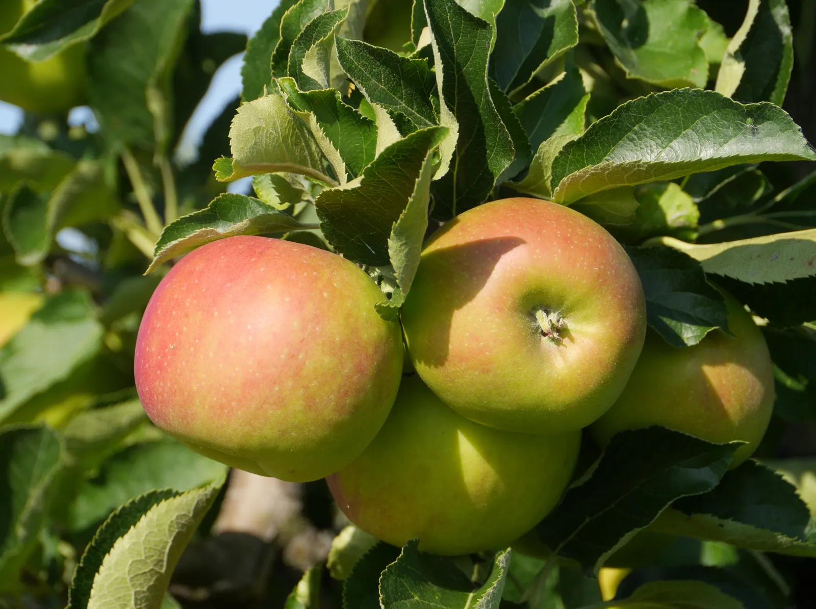 Äpple 'Fredrik' E - bild 2