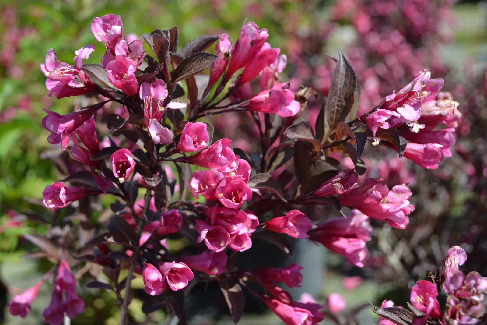 Rosenprakttry 'Alexandra' - bild 2