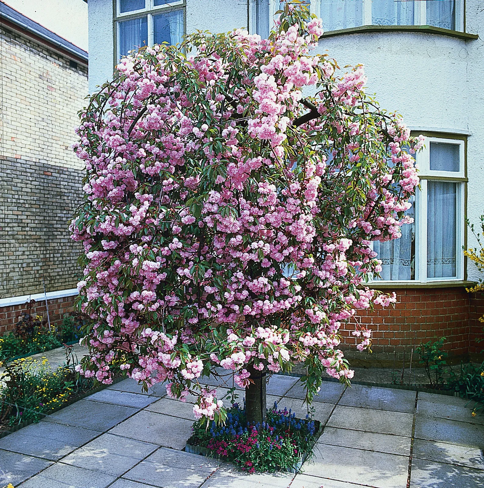Japanskt prydnadskörsbär 'Kiku-shidare-zakura', Sh 100-120 - bild 1