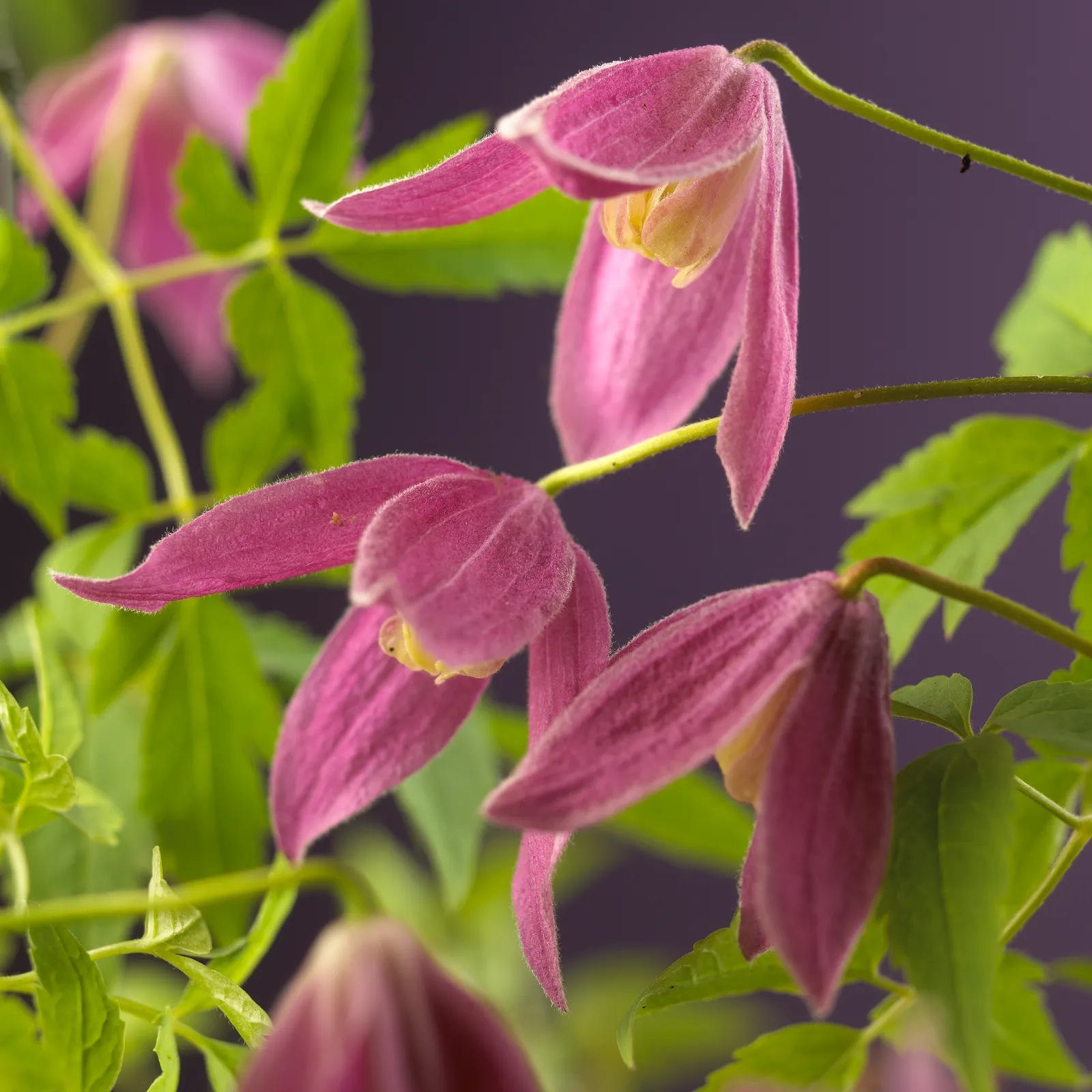 Atragene-klematis 'Ruby' - bild 1