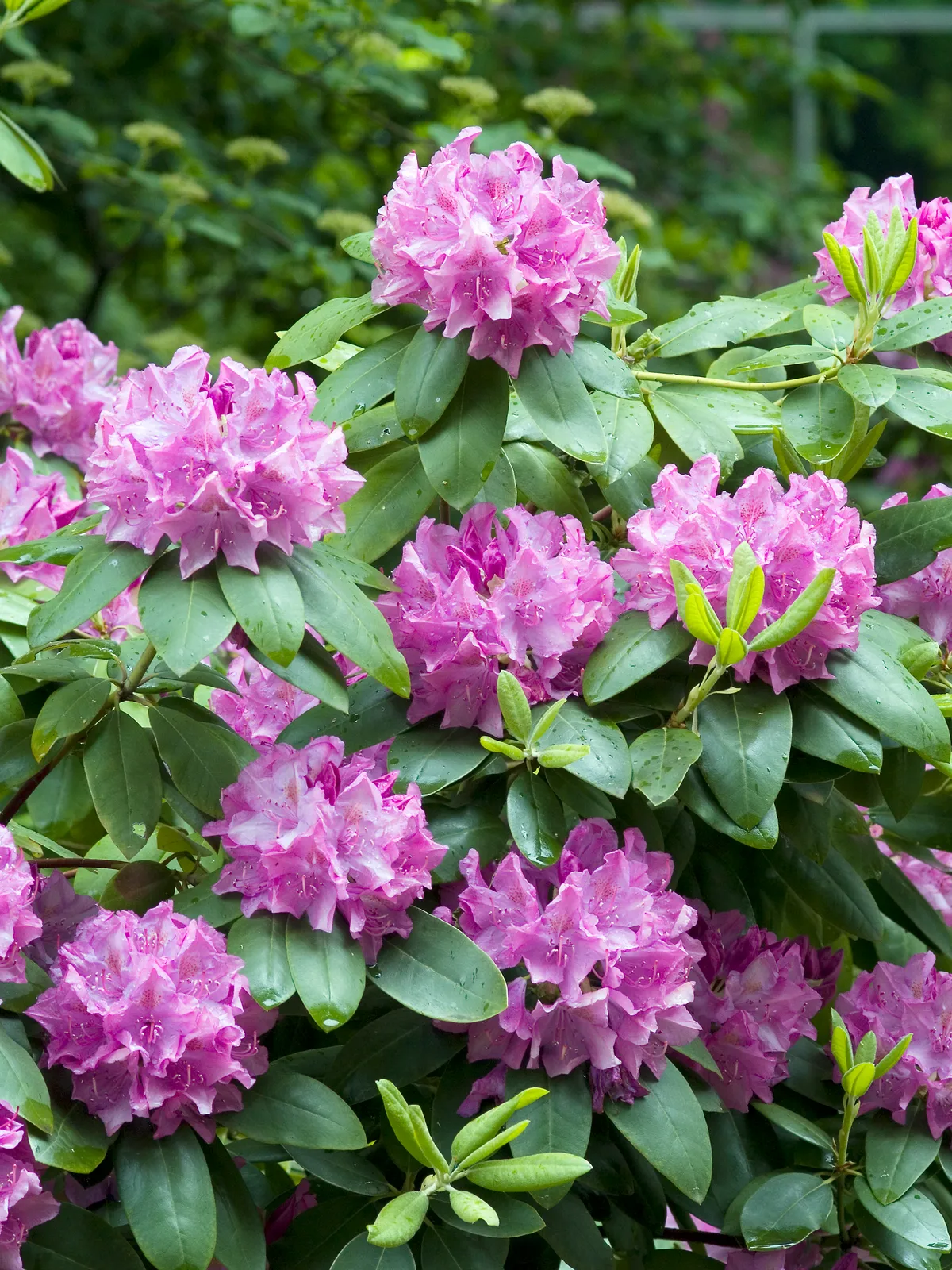 Parkrododendron 'Roseum Elegans', 30-40 cm - bild 1