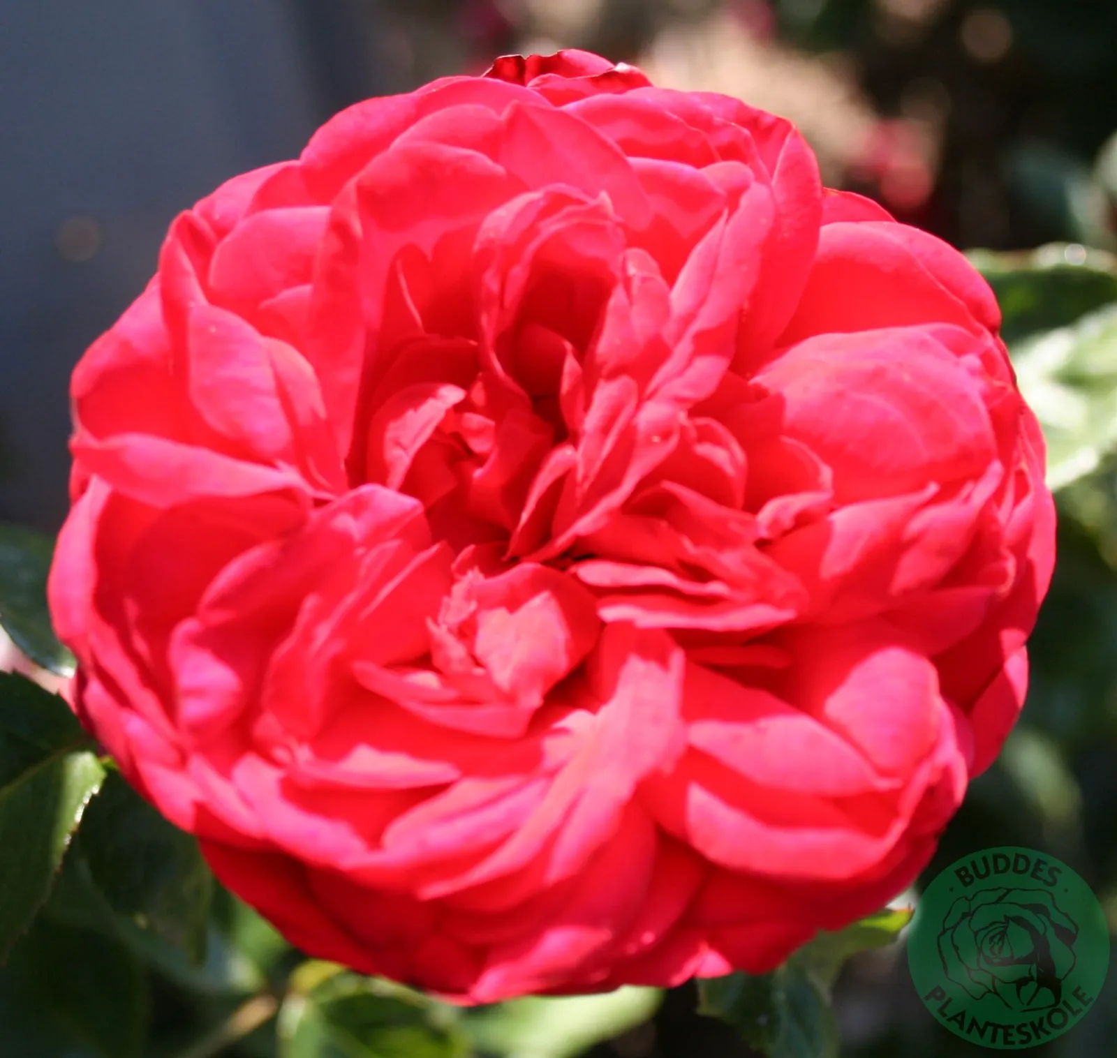 Floribundaros PIANO ('Tanopina') - bild 1