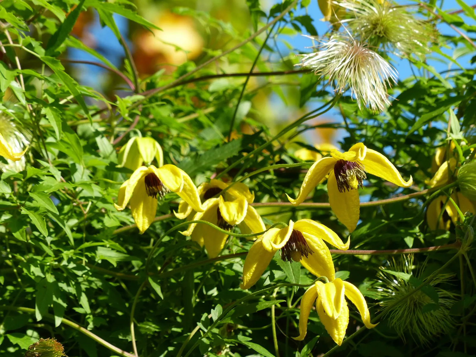 Gullklematis - bild 2