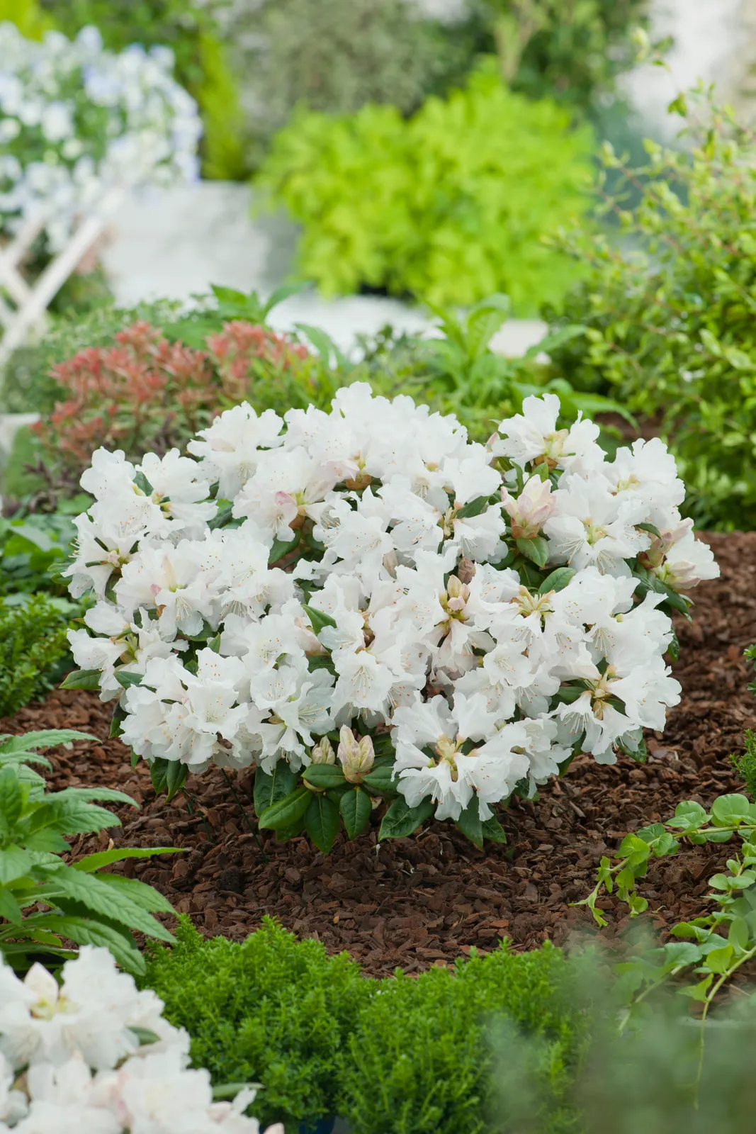 Minus-alpros 'Dora Amateis', 25-30 cm - bild 1