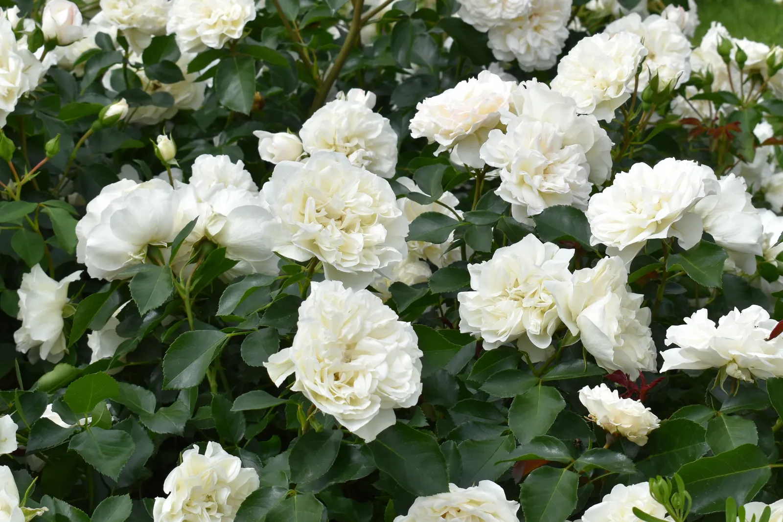 Modern buskros WHITE MEIDILAND® ('Meicoublan') - bild 2