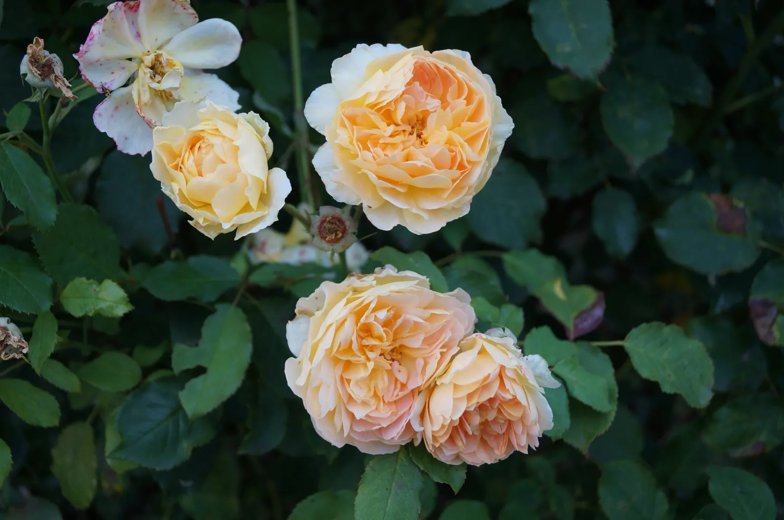 Moschata-ros 'Buff Beauty' - bild 5