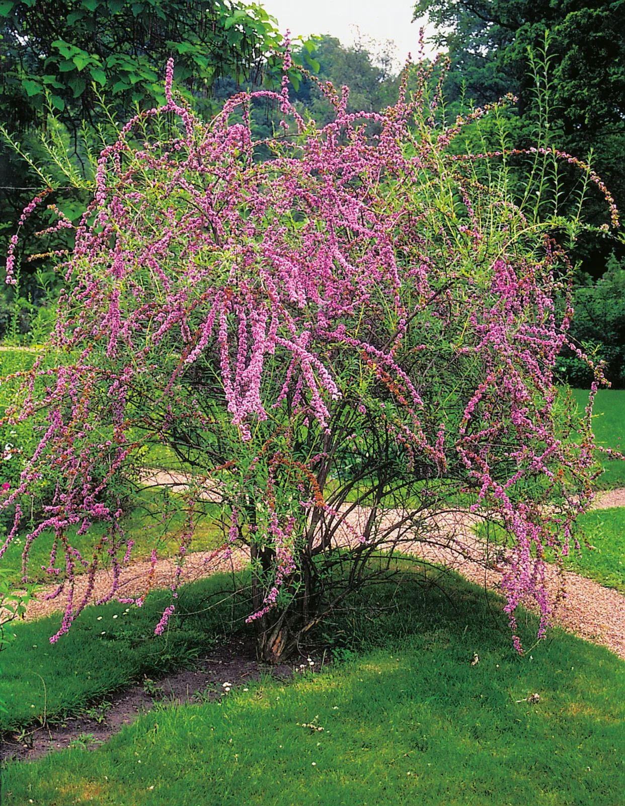 Sommarbuddleja - bild 1